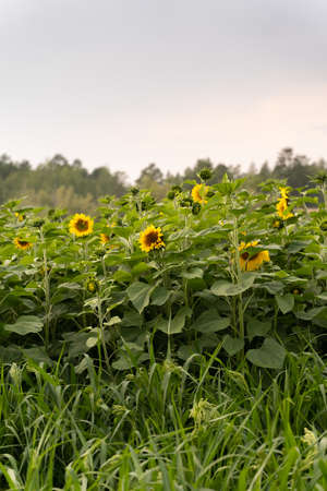 field of yellow sunflowersの写真素材