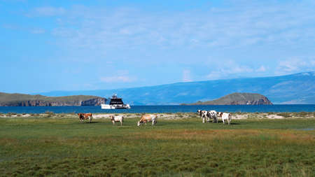 Cows graze in a meadow on the background of yacht on the water and small islands. Harmony of human and nature. European viewの写真素材