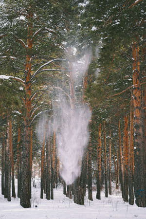 Snow falls from high pine trees in the forest. Spring is coming