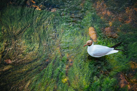 Waterfowl black head seagull stands on muddy bottom in clear waterの写真素材