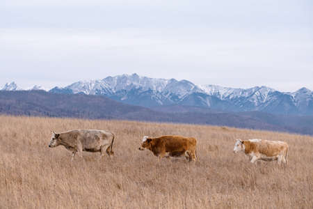 Cows in the wild. Three cows walking on dry grass field on snowy mountains background.の写真素材