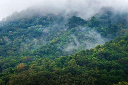 Forest mountain with the conifer trees in mist. Green mountains in the fog