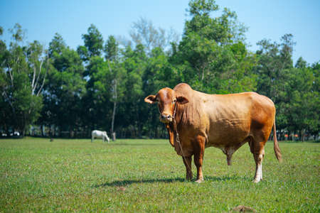 Big brown cow on a green field looking at camera. Farm animals concept. Fresh dairy products. Bull inseminatorの写真素材