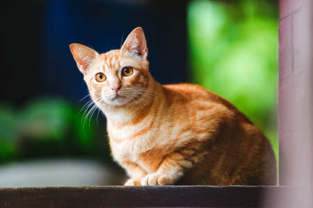 Cute ginger orange cat with amber eyes on green bokeh background. Curious look. Domestic pets and animals are friendsの写真素材