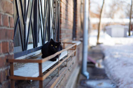 Stray black cat with yellow eyes lies on the windowsill looking at camera