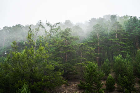 Fog or low clouds creep along the tops of the coniferous green forest. Solitude moment in nature. Calm and quiet morning away from the hustle and bustle of the cityの写真素材