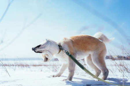Akita Inu puppy in a snow field in a funny pose shakes off the snow in the afternoon. Dog games on...