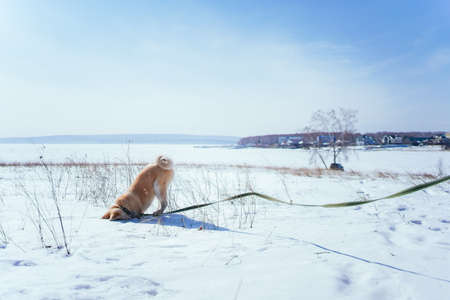 Akita Inu puppy buried his head in the snow looking for something on snowy field in the afternoon. Dog games in the fresh airの写真素材