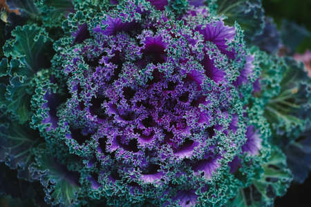Top view of purple-green decorative cabbage looking like a big carved flower. Deep dark colors. Natural decoration of the landscape or garden.の写真素材