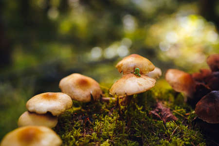 Tiny green caterpillar crawls on the cap of one of the mushrooms on mycelium growing on moss with green bokeh forest background. Mushroom macro photography.の写真素材