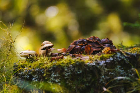 Mushrooms on thin legs with dark and light brown caps grow on a mossy stump on golden-green blury forest background. Mushroom macro photography in the natural habitat. Mushroom picking seasonの写真素材