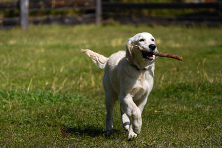 Happy golden retriever puppy runs across a lawn of green grass and carries a stick in its teeth. Active life of a young dogの写真素材