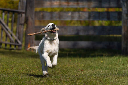 Happy golden retriever puppy runs across a lawn of green grass on a wooden fence background and carries a stick in its teeth. Active life of a young dogの写真素材