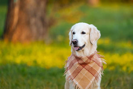Portrait of a happy golden retriever in a checkered bandana or scarf against the background of a glade of green grass flooded with the golden sun. Loyal and very kind dog breedの写真素材