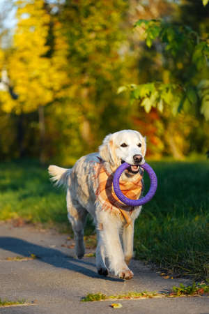 Adult and happy golden retriever in checkered bandana or scarf carries purple soft ring toy in his teeth against on the autumn park flooded with golden sunlight background. Loyal and kind dog breedの写真素材