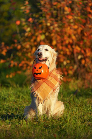 Adorable golden retriever with checkered bandana sits in park on autumn bush with red leaves background and holds jack o lantern bucket looking forward. Dog holds halloween symbol during golden hour.の写真素材