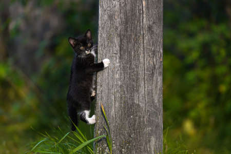 Small black kitten with white paws climbs a gray wooden pole against a background of greenery. Kitty is exploring the surrounding worldの写真素材