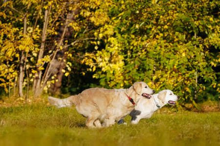 Adult and young golden retrievers having fun running with each other in the autumn park against the background of yellow trees. An active lifestyle to maintain the health of dogs.の写真素材
