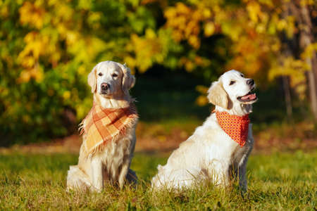 Two golden retrievers in bright bandanas are sitting in a field against the background of sun-drenched autumn trees. Grownup and young dogs. Training dogs outsideの写真素材