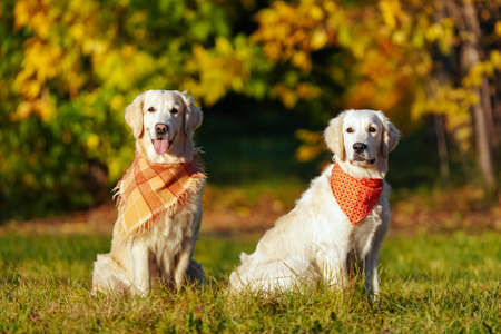 Two golden retrievers in bright bandanas are sitting in a field against the background of sun-drenched autumn trees. Grownup and young dogs. Training dogs outsideの写真素材