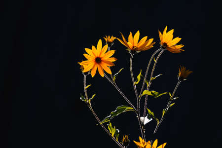 Bright jerusalem artichoke or topinambur flowers on a black background. Autumn season flowersの写真素材