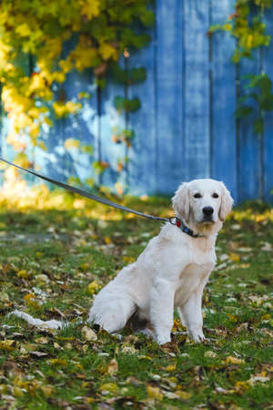 Golden retriever puppy on a leash sits on the green grass covered with autumn foliage against the background of a blue wooden fence. Autumn portrait for your beloved fluffy friendの写真素材