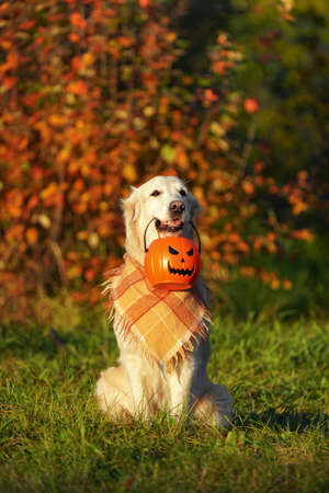 Adorable golden retriever with checkered bandana sits in park on autumn bush with red leaves background and holds jack o lantern bucket looking forward. Dog holds halloween symbol during golden hour.の写真素材