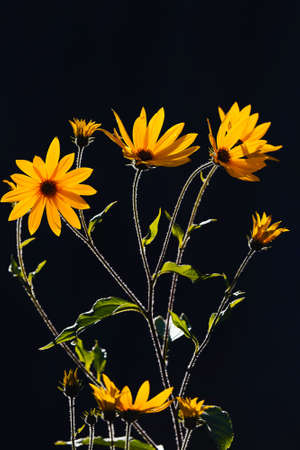 Bright jerusalem artichoke or topinambur flowers on a black background. Autumn season flowersの写真素材
