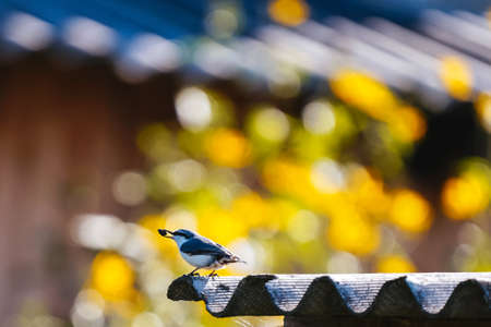 Small gray nuthatch with a seed in its beak sits on the edge of a slate roof against a background of blurred ivy with yellow flowers. Autumn preparations of birds for winterの写真素材