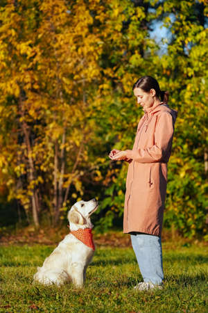 Golden retriever puppy in orange bandana sits on grass and looks at girl in pink raincoat in autumn park. Dog and its master. Dog training outsideの写真素材