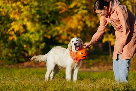 Girl in a pink raincoat gives golden retriever puppy in bright orange bandana a pumpkin shape or jack o lantern bucket. Halloween main symbol and a qute dog. Training dog outsideの写真素材