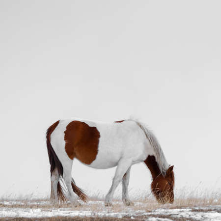White and ginger pregnant horse grazes on a snowy meadow with grey sky. Animal survival in harsh northern conditions. Horse eating dry grass in the fields.の写真素材