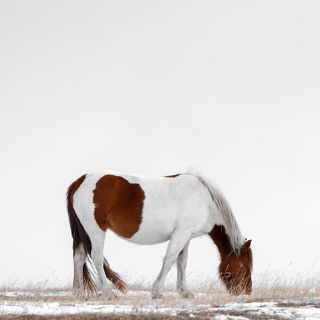 A beautiful and elegant brown and white horse peacefully grazing in a serene snowy fieldの写真素材