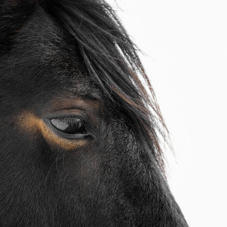 A closeup image capturing the intricate details of a horses eye set against a plain backdropの写真素材
