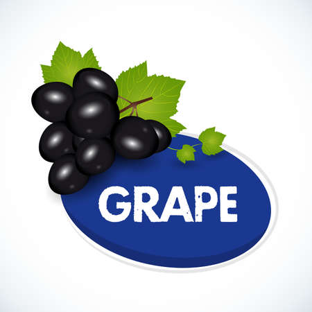 Grape label template. Bunch of black grapes with leaves isolated on white background. Vector illustration.のイラスト素材
