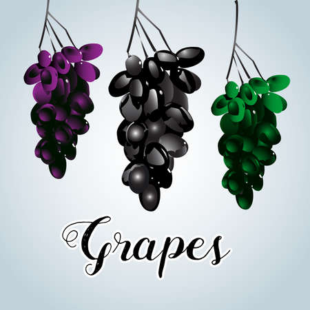 Three varicoloured clusters of vine. Isolated vector illustrationのイラスト素材