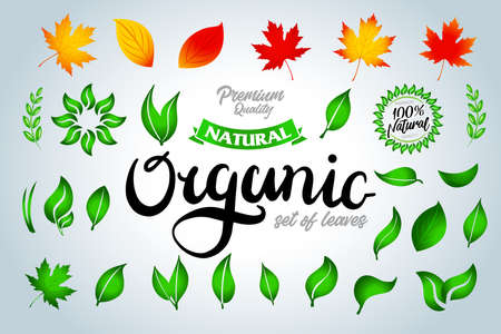 Set of colorful green and autumn leaves and organic lettering and design elements. Vector illustration.のイラスト素材