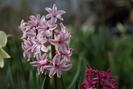 Pink spring flower in the garden in mayの写真素材