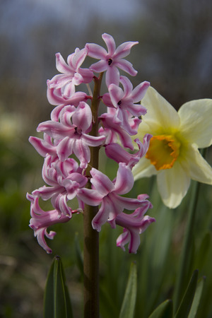 Pink spring flower in the garden in mayの写真素材