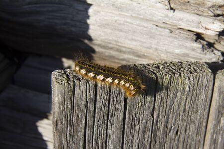 Caterpillar butterfly "Euthrix potatoria" on a wooden fenceの写真素材