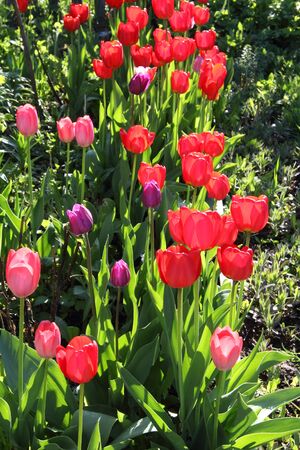Blooming tulips in the sunshine may morningの写真素材