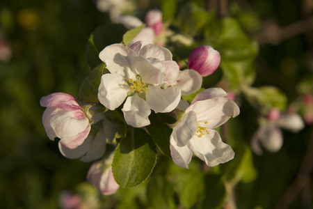 Apple blossoms in the rays of the setting sun. The month of may.の写真素材