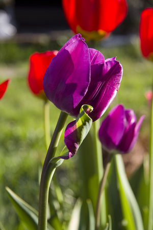 Bright pink Tulip with curly colored sheet in the sun.の写真素材