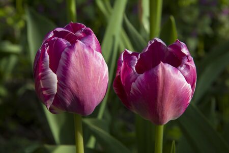 Two pink tulips on a green background on a Sunny morning may.の写真素材