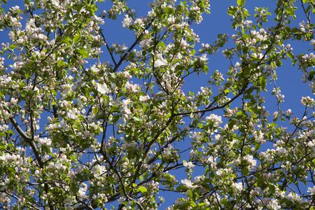 On the background of blue sky branches of a blossoming Apple treeの写真素材