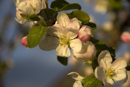 Apple blossoms in the rays of the setting sun. The month of may.の写真素材