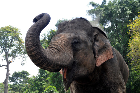 Sumatera elephant on wildlife areaの写真素材