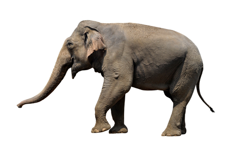 Sumatera elephant on white backgroundの写真素材