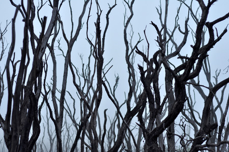 Dead trees on the slopes of the volcanoの写真素材