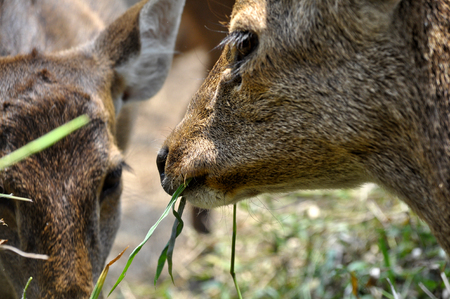Deer are eating grassの写真素材